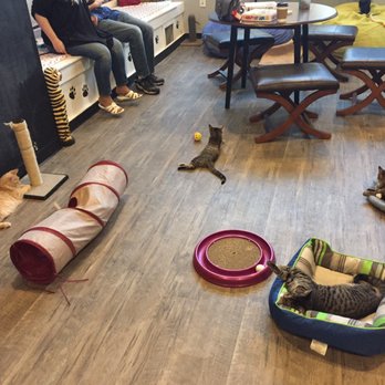 Happy Cat Cafe - End of the night. - Coffee & Tea Near Me - Grand Rapids, Michigan