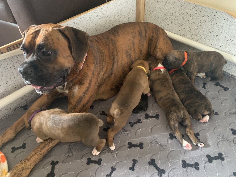 MAIKA’I VETERINARY CLINIC with 17 real customer photos Updated August