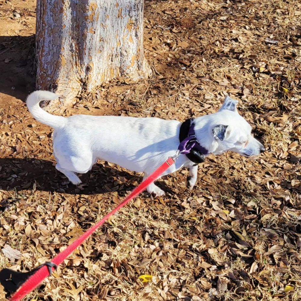 Oh, For the Love of Paws - pet boarding facility in Yukon, OK