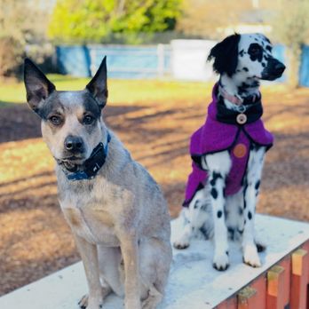 Orchard Point Kennels - Pet Training Near Me - Eugene, Oregon Orchard Point Kennels - Pet Training Near Me - Eugene, Oregon