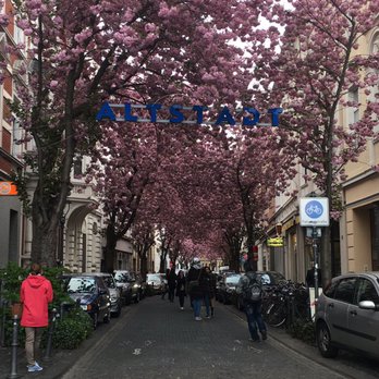 Kirschblüte - Altstadt - Bonner Kirschblüte 2017 - Hotels & Travel Near Me