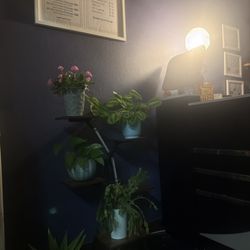 Asian Rose Spa