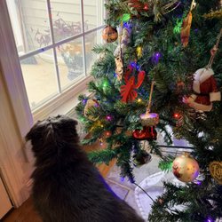 Branson Veterinary Hospital - Because of Branson Vet Hospital, Lola is able to watch for Santa
