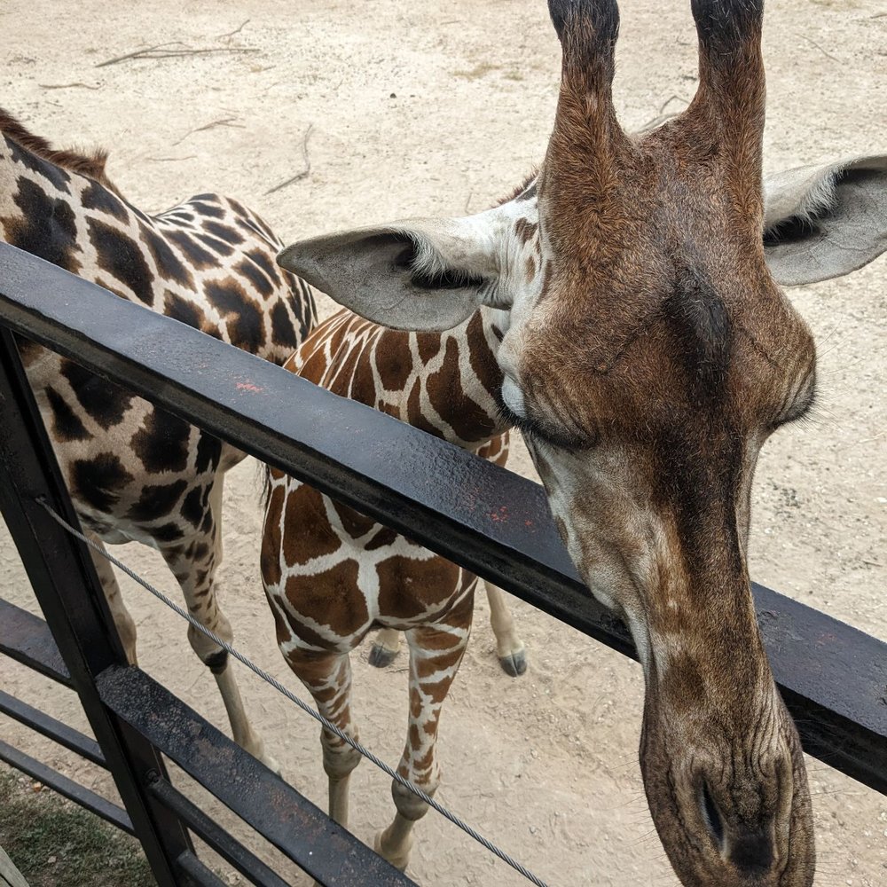 Dickerson Park Zoo - Giraffe - Zoos Near Me - Springfield, Missouri