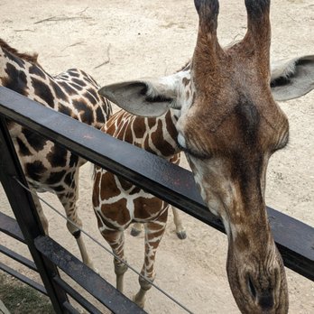 Dickerson Park Zoo - Giraffe - Zoos Near Me - Springfield, Missouri