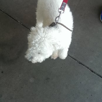Dee's All Breed Grooming - Poodle 1 - Pet Stores Near Me - Modesto, California