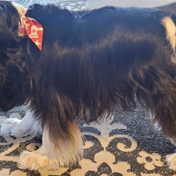 Well Groomed Pets - Henderson - Pet Groomers Near Me - Henderson, Nevada