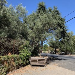 Olive Tree Farm - View from street