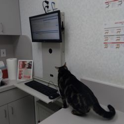 Animal Hospital of Ft Lauderdale - Exam room