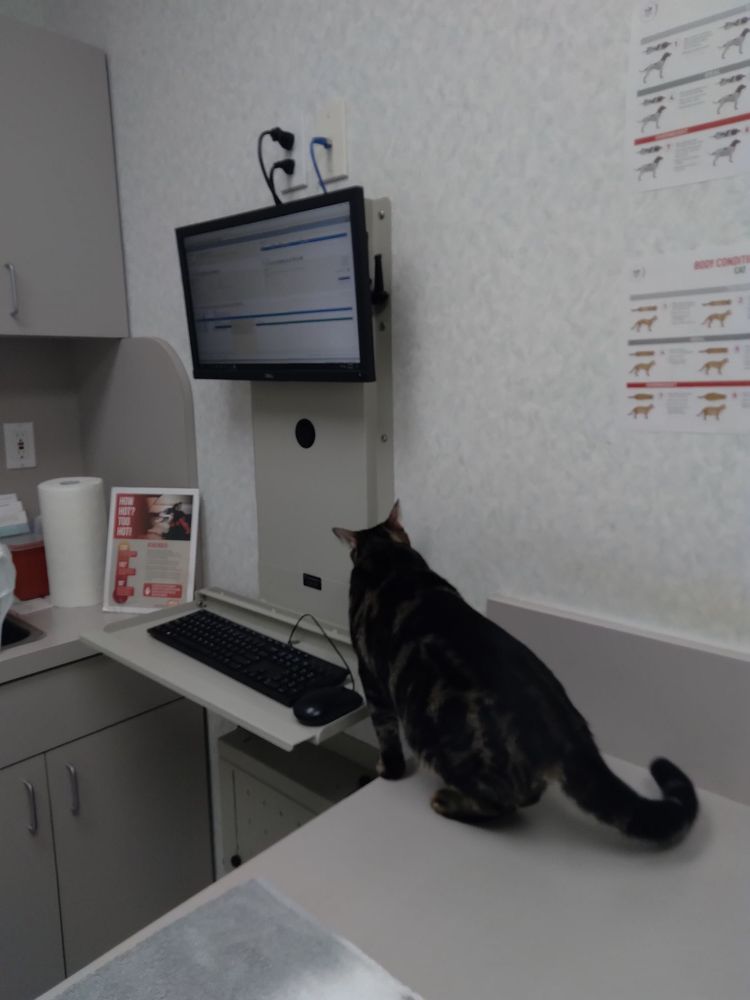 ANIMAL HOSPITAL OF FT LAUDERDALE Updated September 2024 21 Photos & 48 Reviews 1630 E