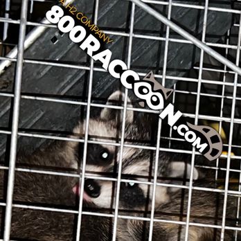 800Raccoon - Funny little raccoon - Wildlife Control Near Me - Astoria, New York 800Raccoon - Funny little raccoon - Wildlife Control Near Me - Astoria, New York