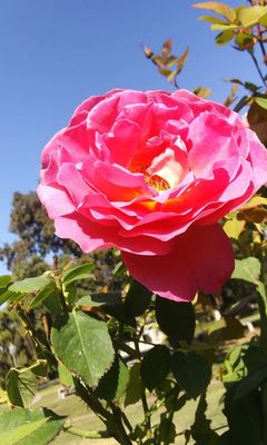 Rose Garden at Victory Park by null