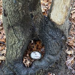 Whispering Woods Kiwanis Park - If we are lost, do we pick up the stone, I mean phone?