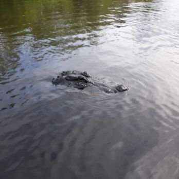 Ultimate Swamp Adventures - Amazing American alligator - Tours Near Me - Westwego, Louisiana Ultimate Swamp Adventures - Amazing American alligator - Tours Near Me - Westwego, Louisiana