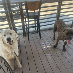 Happy dogs on the patio