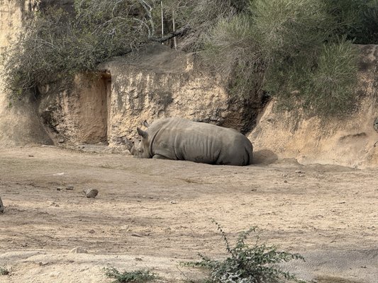 Gladys Porter Zoo by null