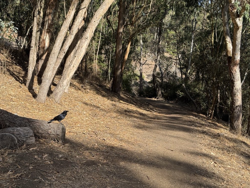 John McLaren Park