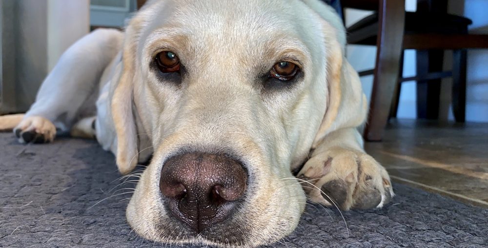 LODI GROOMING Updated August 2024 116 Photos & 21 Reviews Lodi, California Pet Groomers