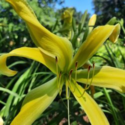 Lenington Gardens - Yellow Angel