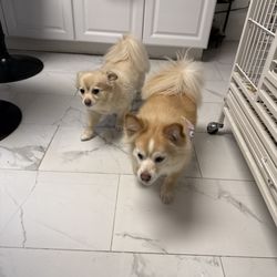 Friend’s Grooming