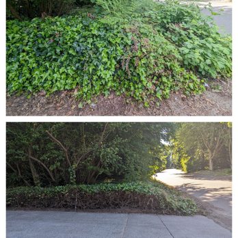 Seahawk Lawn Service - Driveway and vegetation facing the street, before and after - Landscaping Near Me