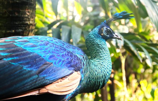 Central Park Zoo by null