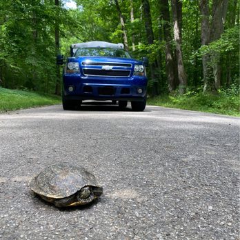 Meeman-Shelby Forest State Park - Turtles crossing the road. - Parks Near Me - Millington, Tennessee Meeman-Shelby Forest State Park - Turtles crossing the road. - Parks Near Me - Millington, Tennessee