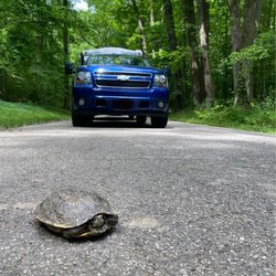 Meeman-Shelby Forest State Park - Turtles crossing the road.