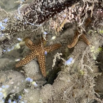 I Can See Clear Kayaking - Starfish! - Rafting/Kayaking Near Me - Islamorada, Florida I Can See Clear Kayaking - Starfish! - Rafting/Kayaking Near Me - Islamorada, Florida
