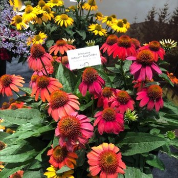Greater Columbus Convention Center - Artisan echinacea - Venues & Event Spaces Near Me - Columbus, Ohio