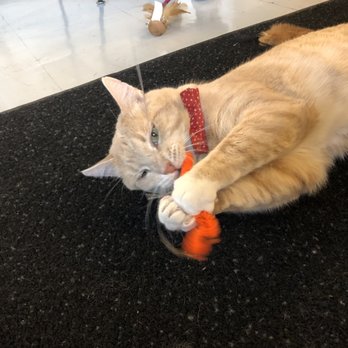 NEKO: A Cat Cafe - Rusty - Themed Cafes Near Me - Seattle, Washington NEKO: A Cat Cafe - Rusty - Themed Cafes Near Me - Seattle, Washington