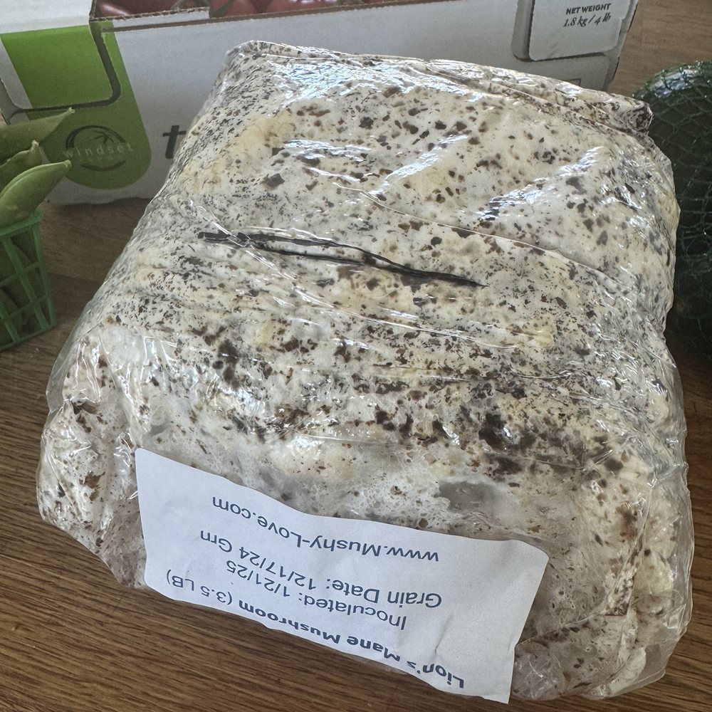 MushyLove - Lions mane...day 1 first cut open. - Specialty Schools Near Me - Citrus Heights, California