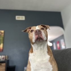 Lap of Love