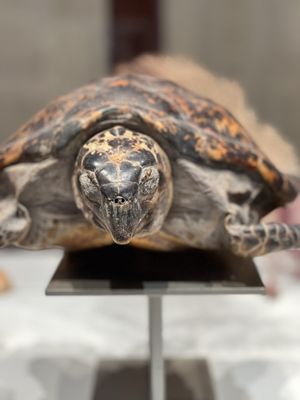 Key West Museum of Art & History at the Custom House by null