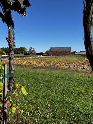 Belkin Family Lookout Farm - U-Pick Orchard - Taproom, Outdoor Dining and Market by null