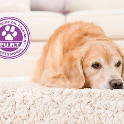 Chem-Dry of La Salle County - Only Chem-Dry of La Salle County uses P.U.R.T.®  (Pet Urine Removal Treatment) to break down urine crystals and exterminate p...