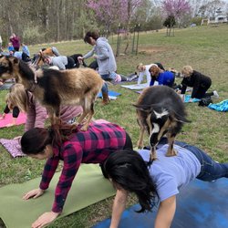 Goats on our back during a yoga pose