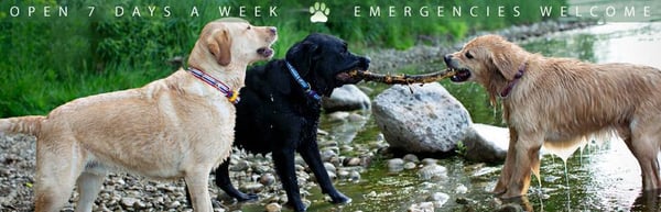 Gateway Pet Hospital Request Consultation Pet Stores 4391