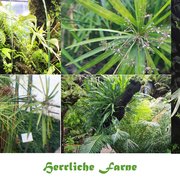 Foto zu Tropengewächshäuser des Botanischen Gartens - Hamburg, Deutschland