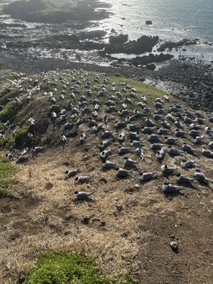 Penguin Parade by null