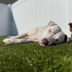 Central Bark Aurora Fox Valley - Pup relaxing in the sun at doggie daycare