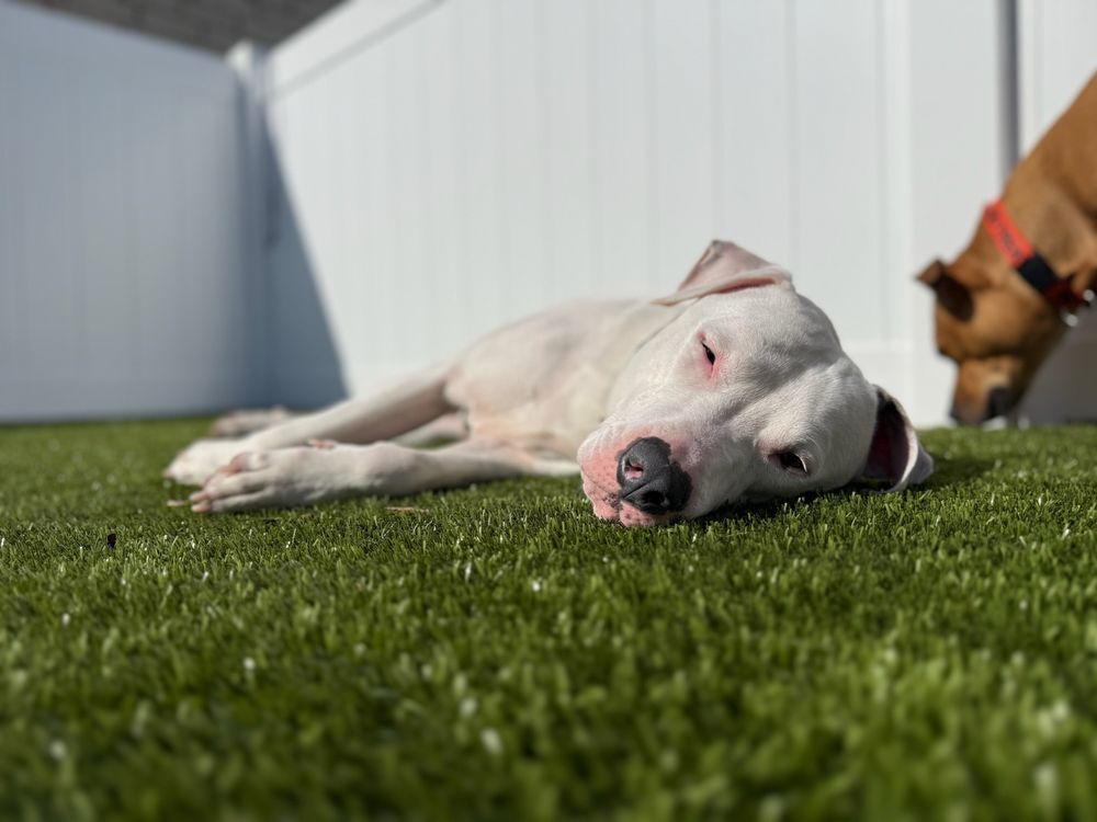 Central Bark Aurora Fox Valley - pet boarding facility in Aurora, IL
