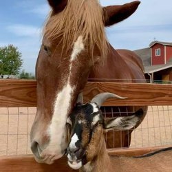 Resurrecting Hearts Horsemanship