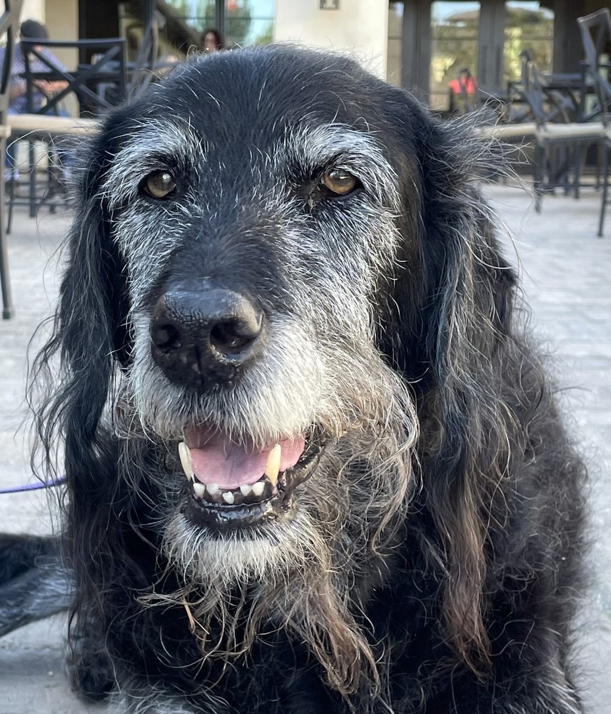 TRANQUIL TAILS 19 Photos & 31 Reviews Temecula, California