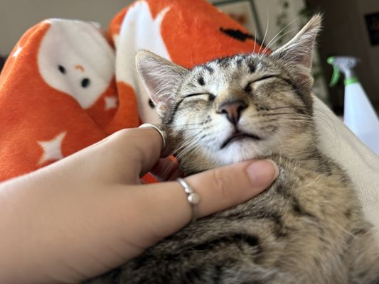 A Cat and Dogs Friend