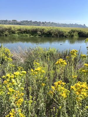 Upper Newport Bay Nature Preserve by null