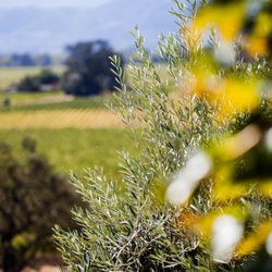 Miner Family Winery