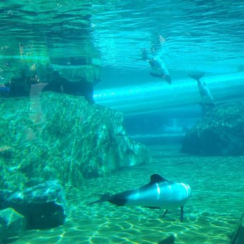 Aquatica Orlando - Water Parks Near Me - Orlando, Florida Aquatica Orlando - Water Parks Near Me - Orlando, Florida