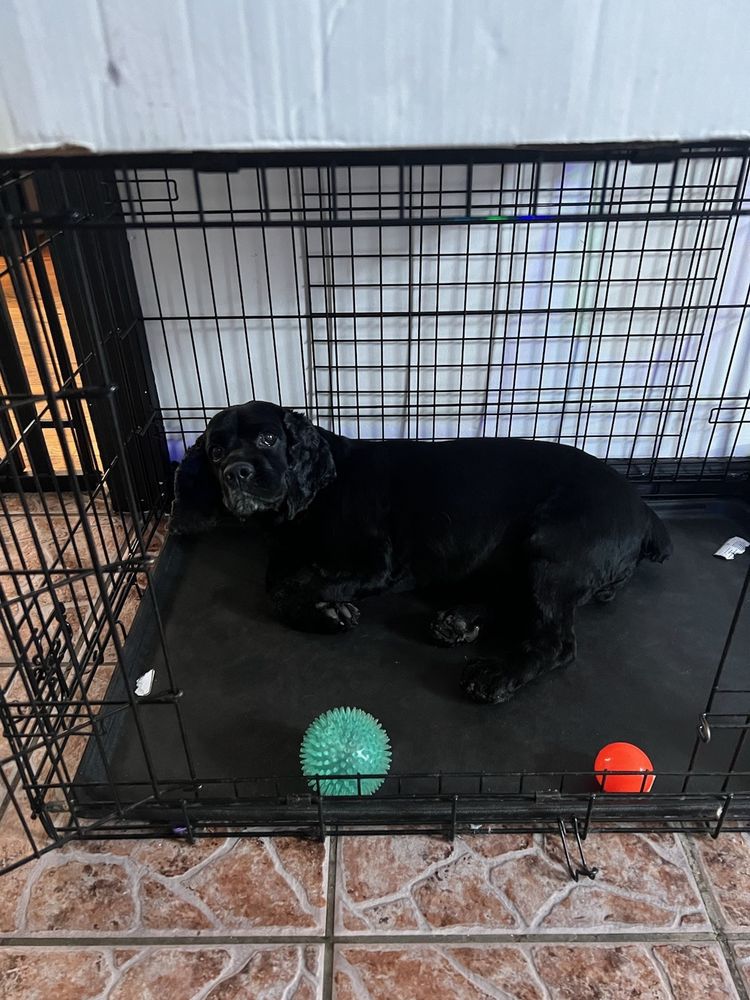 POMPTON LAKES ANIMAL HOSPITAL Updated October 2024 28 Photos & 70