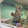 Purrmaid Cafe and Adoption Center gift card
